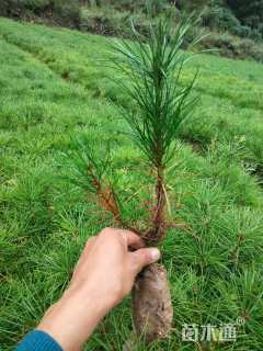 高度10厘米油松