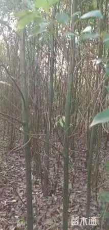 高度80厘米香樟小苗