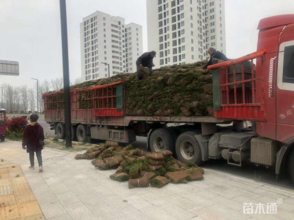 高度40厘米十大功劳