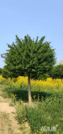 高度280厘米卫矛