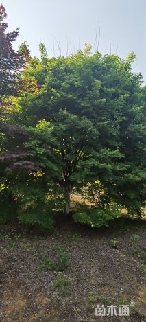 5公分鸡爪槭