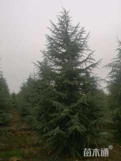 高度600厘米雪松