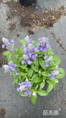 高度50厘米超级鼠尾草