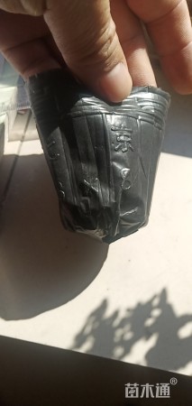 营养杯植树袋双色