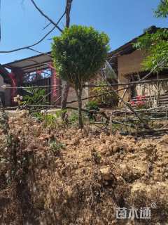 高度300厘米瓜子黄杨