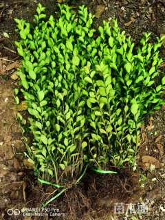 高度60厘米卫矛