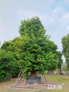30公分洋蒲桃