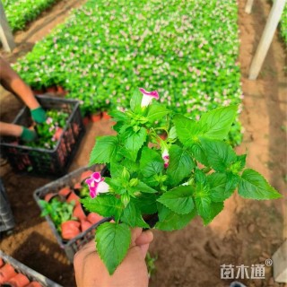 高度15厘米夏堇