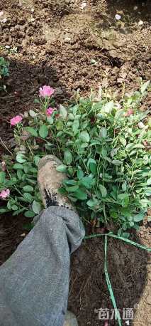 高度50厘米大花月季