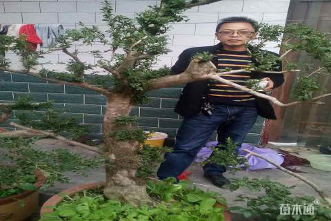 高度120厘米瓜子黄杨