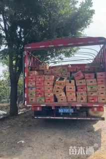 高度20厘米矾根
