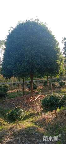 10公分桂花