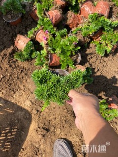 高度15厘米芝樱