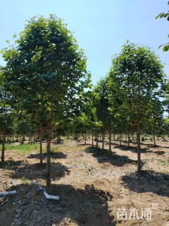 10公分娇红一号