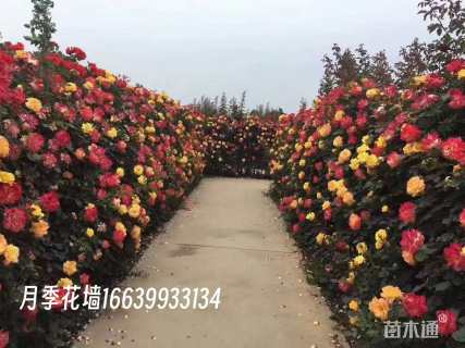 高度300厘米月季