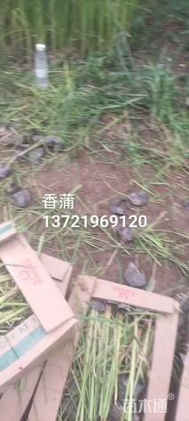 高度40厘米香蒲