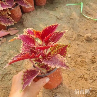 高度24厘米彩叶草