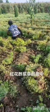 高度8厘米玉龙草