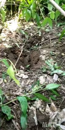 高度250厘米紫荆