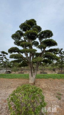 50公分造型朴树