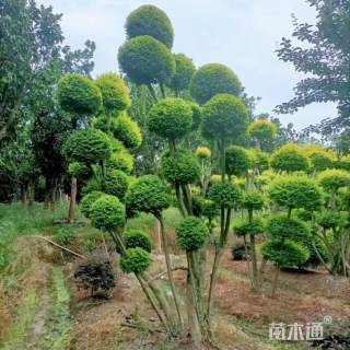 8公分造型亮晶女贞