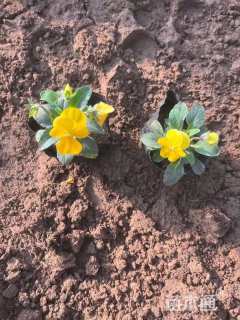 高度12厘米三色堇