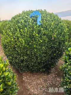 冠幅150厘米大叶黄杨球