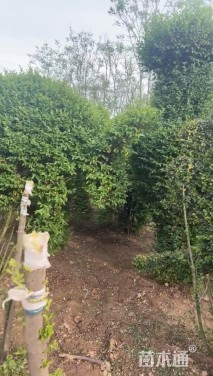 5公分造型小叶女贞