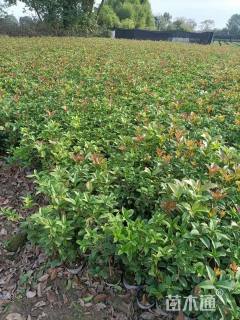 高度40厘米四季桂小苗
