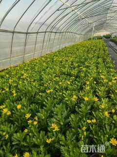 高度30厘米黄金菊