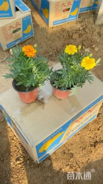 高度15厘米孔雀草