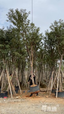 12公分黄花风铃木