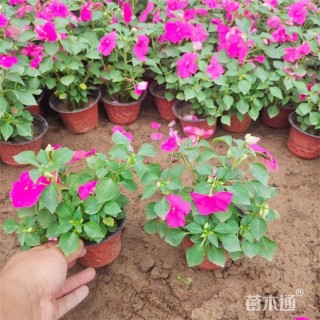高度30厘米非洲凤仙