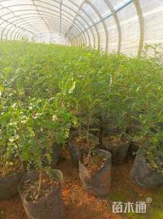 高度30厘米胡椒木