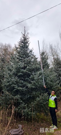 高度680厘米青海云杉