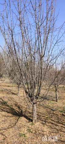 12公分垂丝海棠