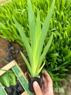 高度30厘米鸢尾