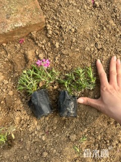 高度15厘米芝樱