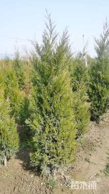 高度200厘米塔柏