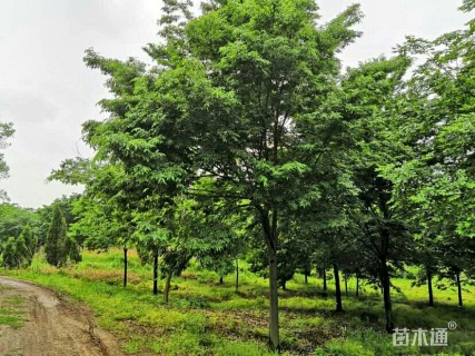 8公分榉树