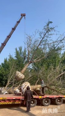 20公分嫁接银杏