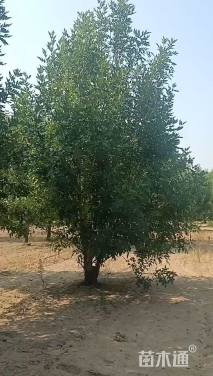 高度600厘米丛生白蜡