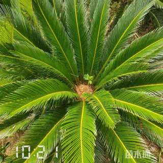裸干高10厘米铁树
