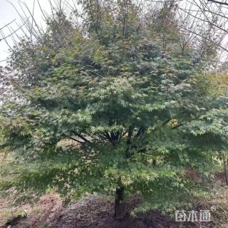 16公分鸡爪槭