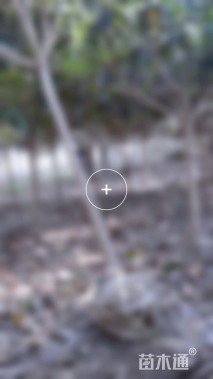 6公分枇杷
