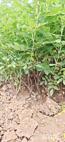 高度50厘米四季玫瑰