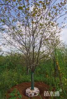 12公分福建山樱花