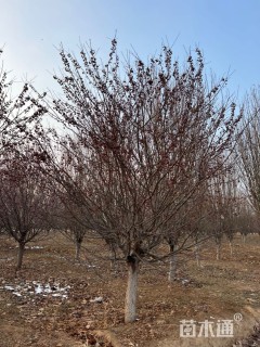 15公分亚当海棠