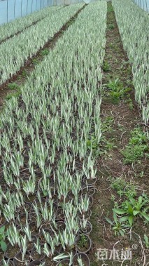 高度20厘米花叶玉婵花