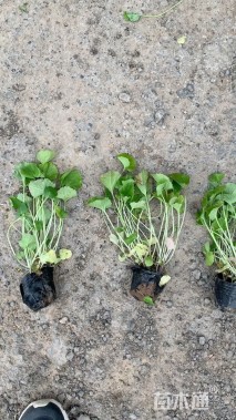 高度30厘米大吴风草